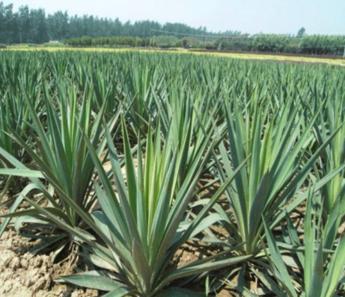 Growth process of raw materials